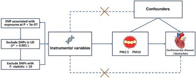 Causality of particulate matter on cardiovascular diseases and cardiovascular biomarkers